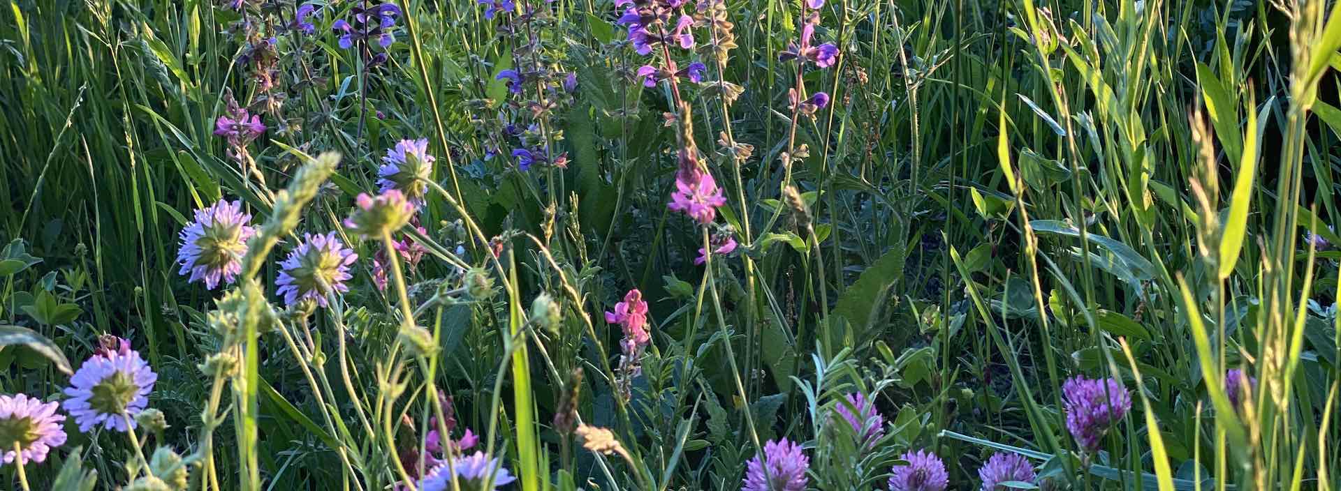 Hilgenstock an der artgarden-Wil