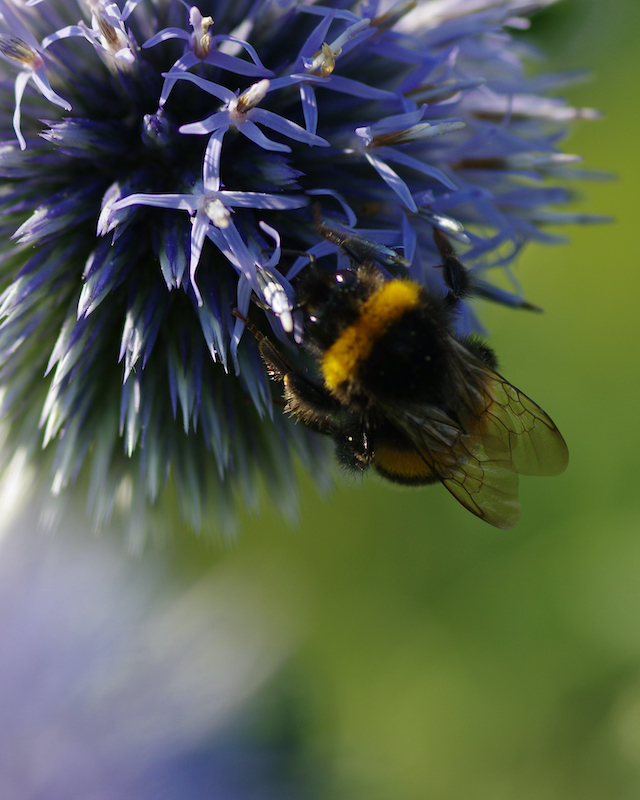 hilgenstock_naturgarten_home_galerie_echinops_IMGP2547_640_800