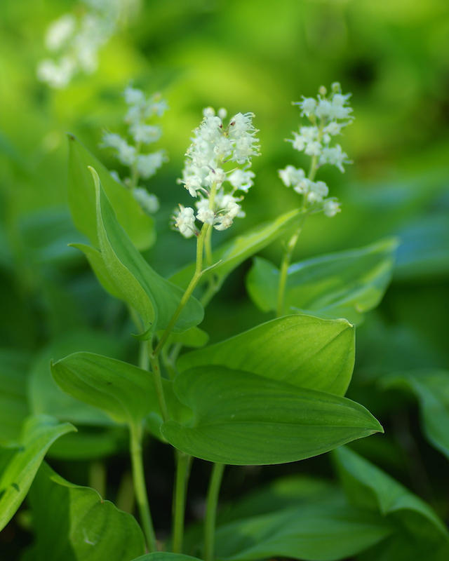hilgenstock_naturgarten_home_galerie_maianthemum_bifolium_IMGP1216_640_800