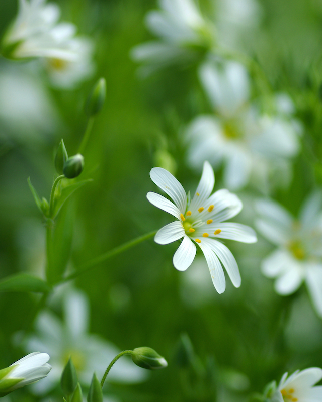 hilgenstock_naturgarten_home_galerie_stellaria_holostea_IMGP0954_640_800