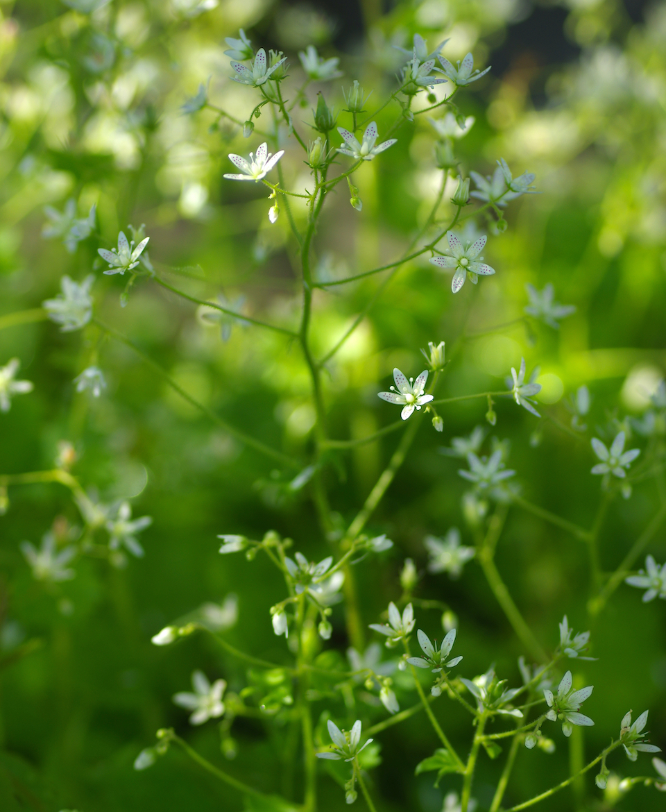 hilgenstock_naturgarten_home_gartenpflege_IMGP1215_960_1166