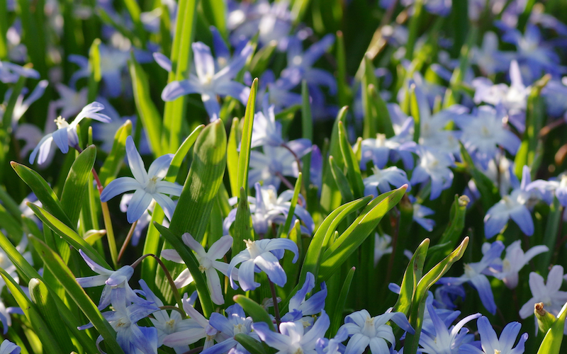 Blütenteppiche für den Frühling