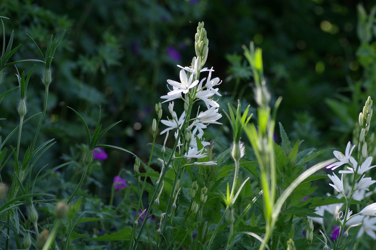 Naturgarten Bettwiesen