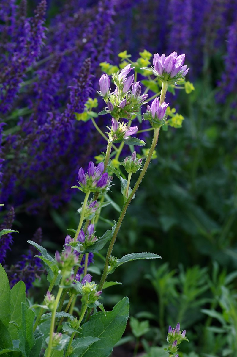 Naturgarten Bettwiesen