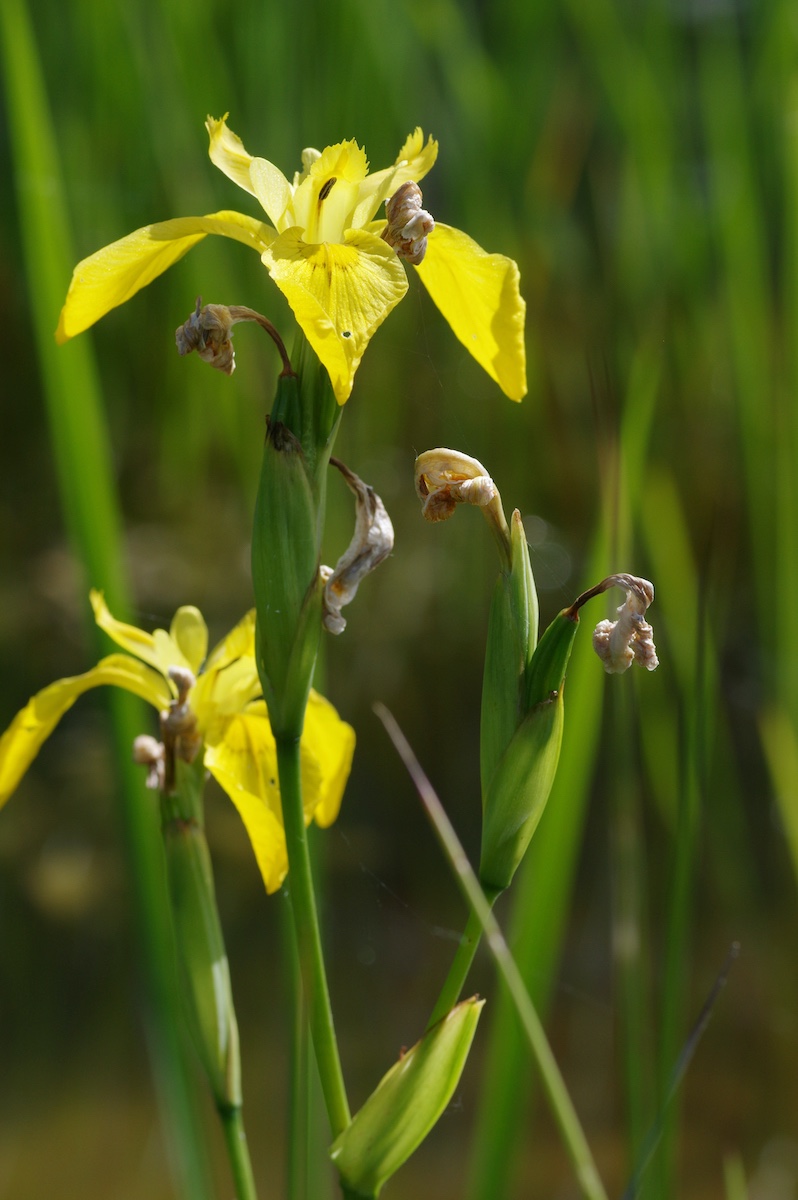 Naturgarten Bettwiesen