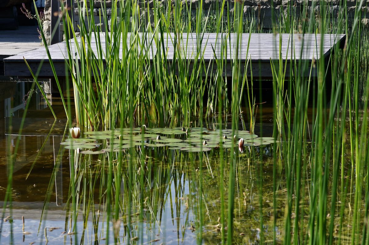 Naturgarten Bettwiesen