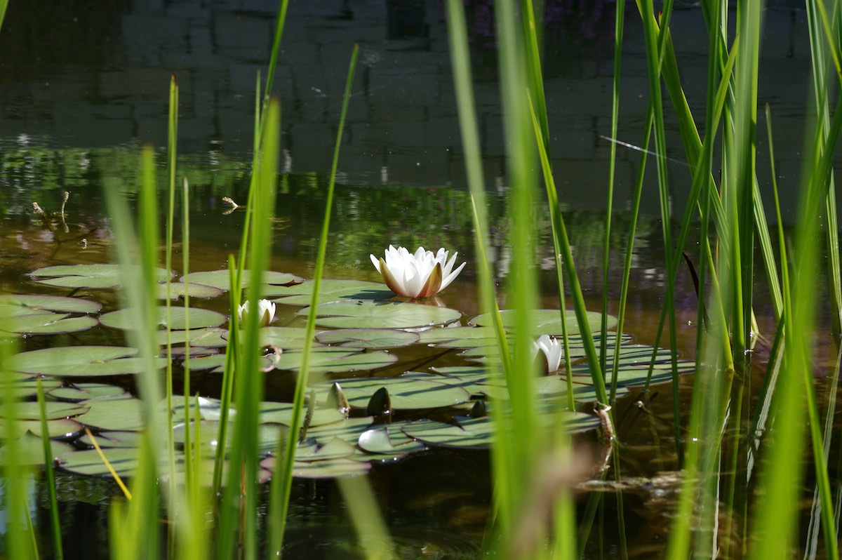 Naturgarten Bettwiesen