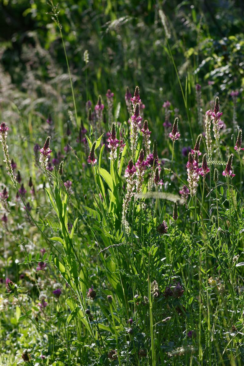 Naturgarten Bettwiesen