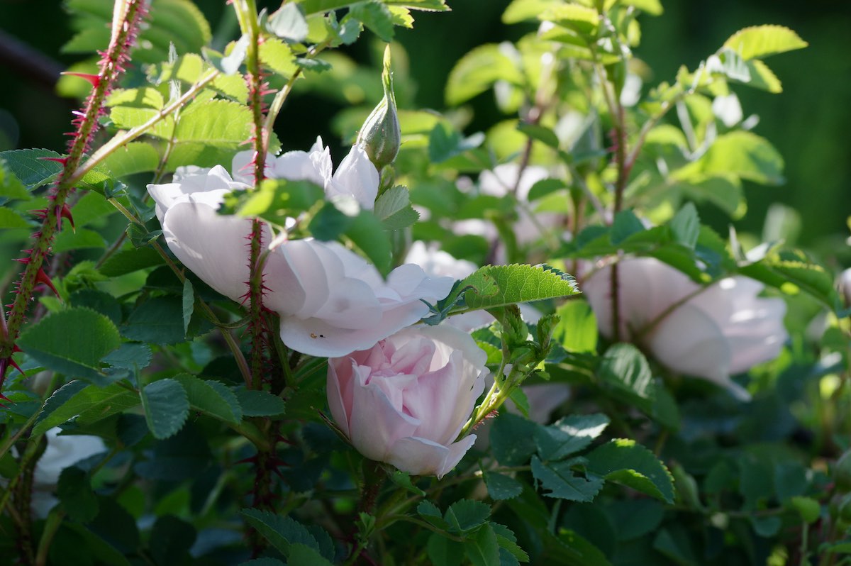 Naturgarten Bettwiesen