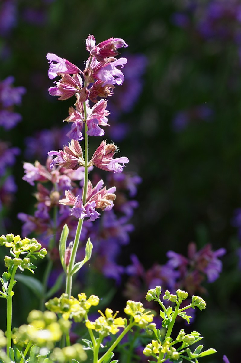 Naturgarten Bettwiesen