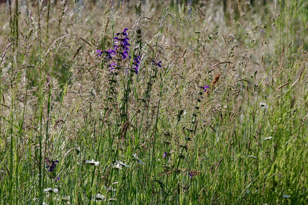 Naturgarten Bettwiesen