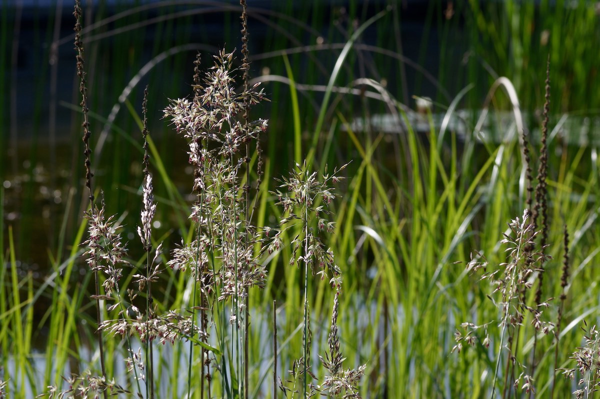 Naturgarten Bettwiesen