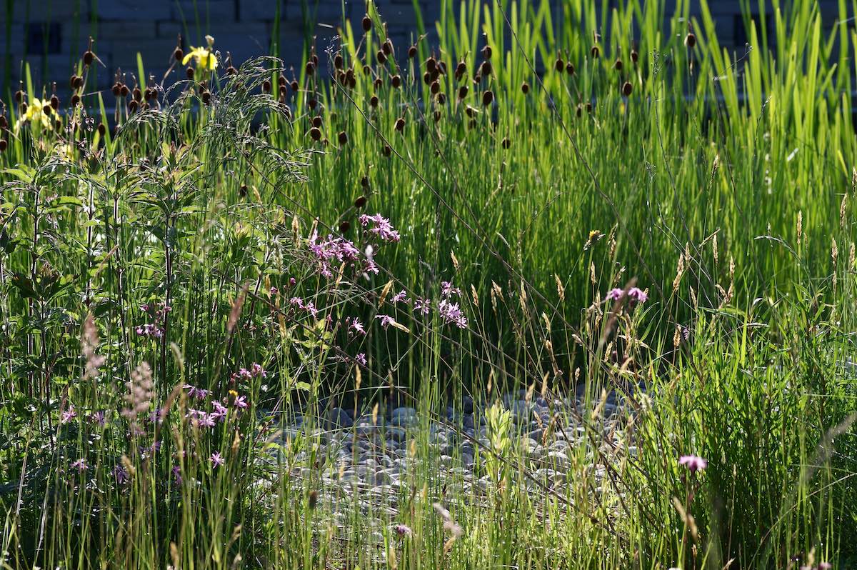 Naturgarten Bettwiesen