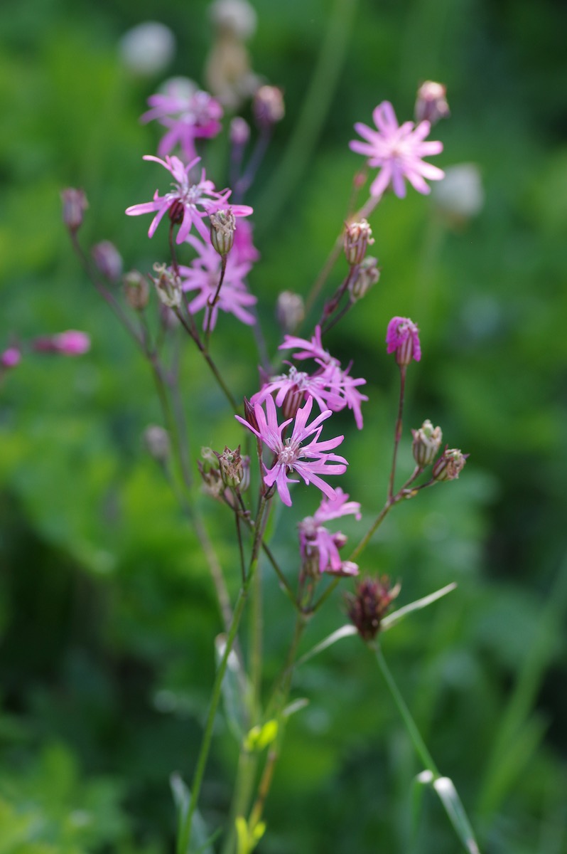 Naturgarten Bettwiesen