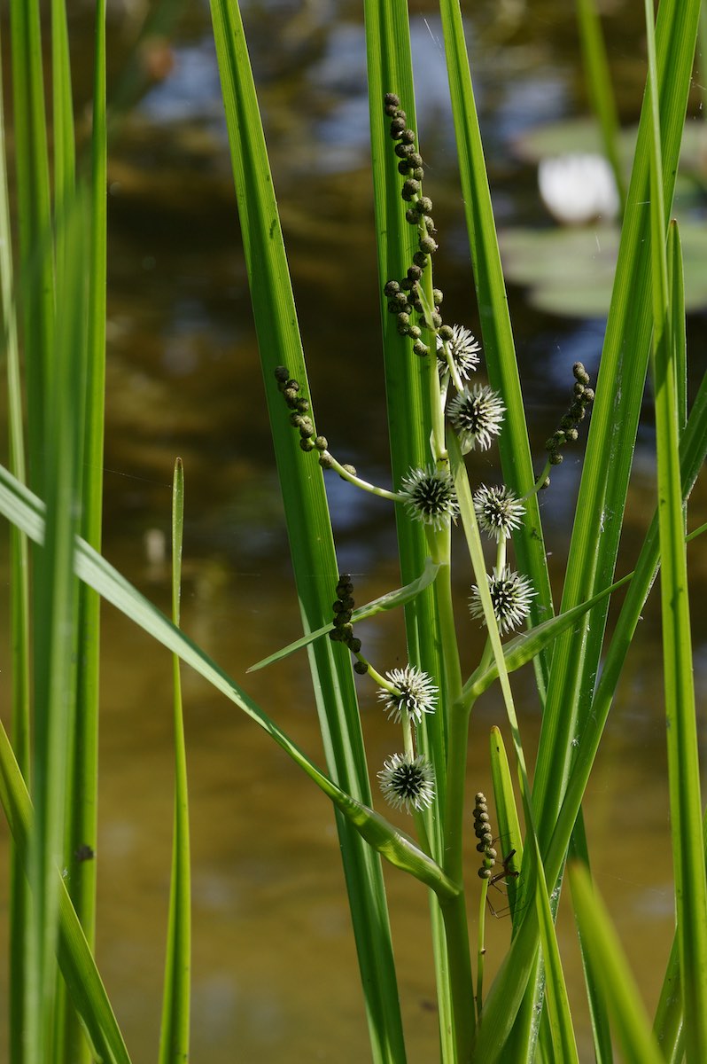 Naturgarten Bettwiesen