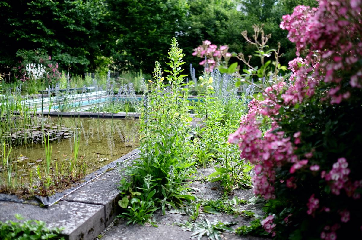 Vom Pool zum Naturbadeteich