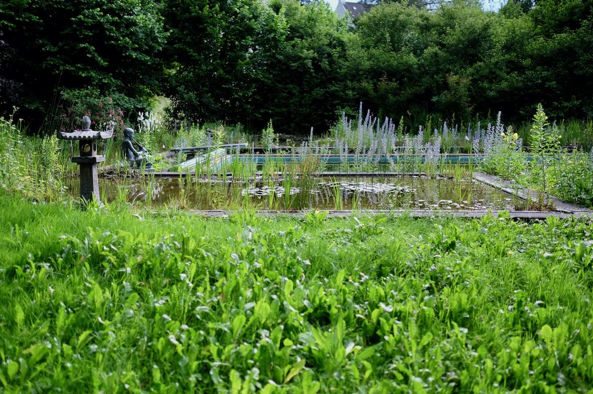 Vom Pool zum Naturbadeteich