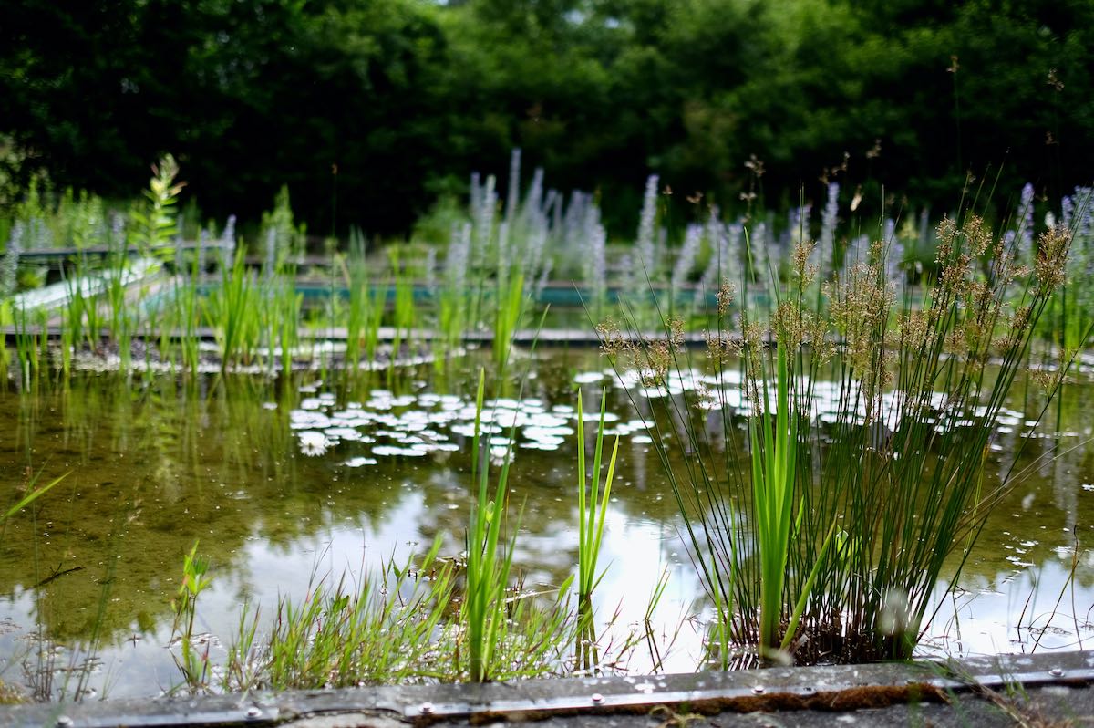 Vom Pool zum Naturbadeteich