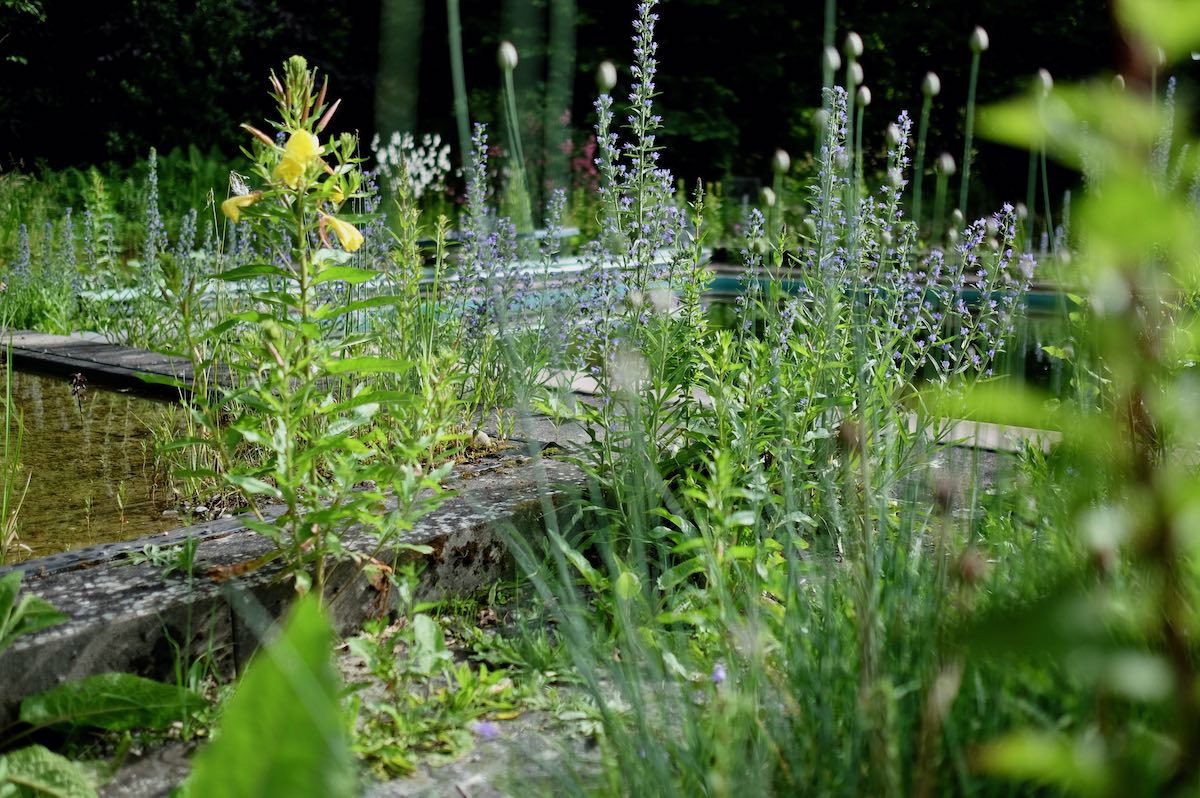 Vom Pool zum Naturbadeteich