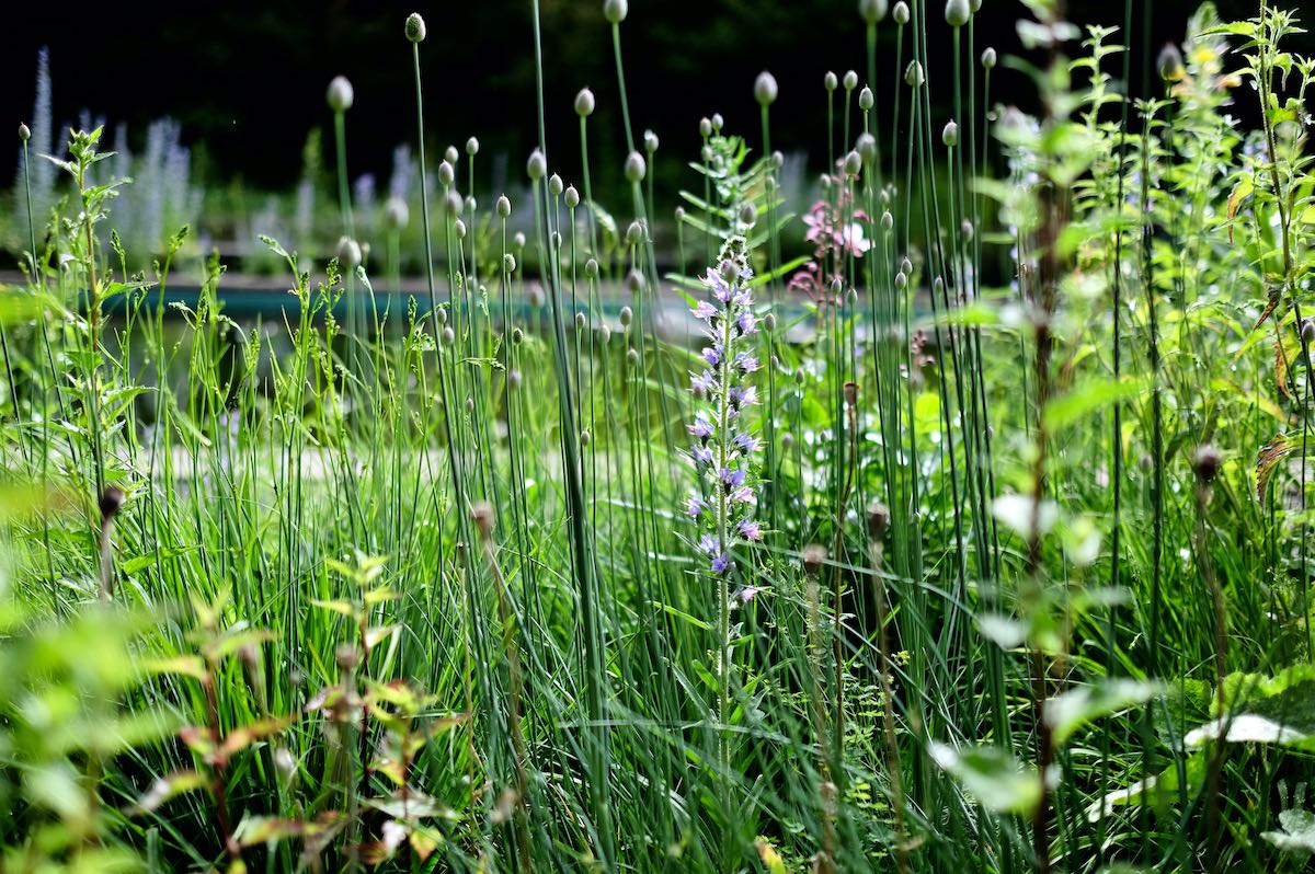 Vom Pool zum Naturbadeteich