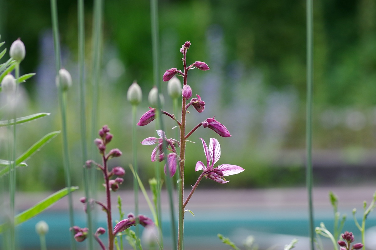 Vom Pool zum Naturbadeteich