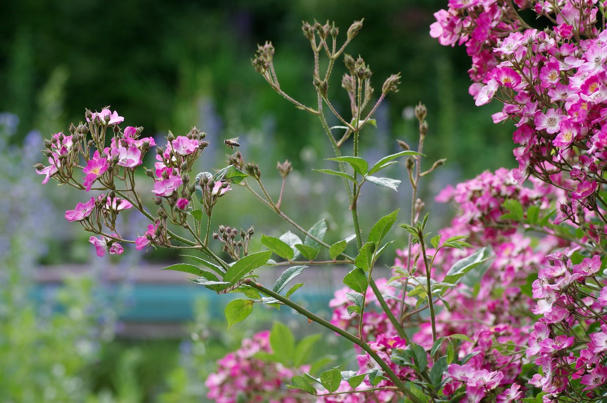 Vom Pool zum Naturbadeteich