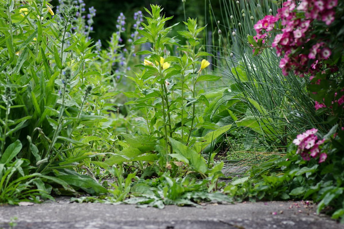 Vom Pool zum Naturbadeteich