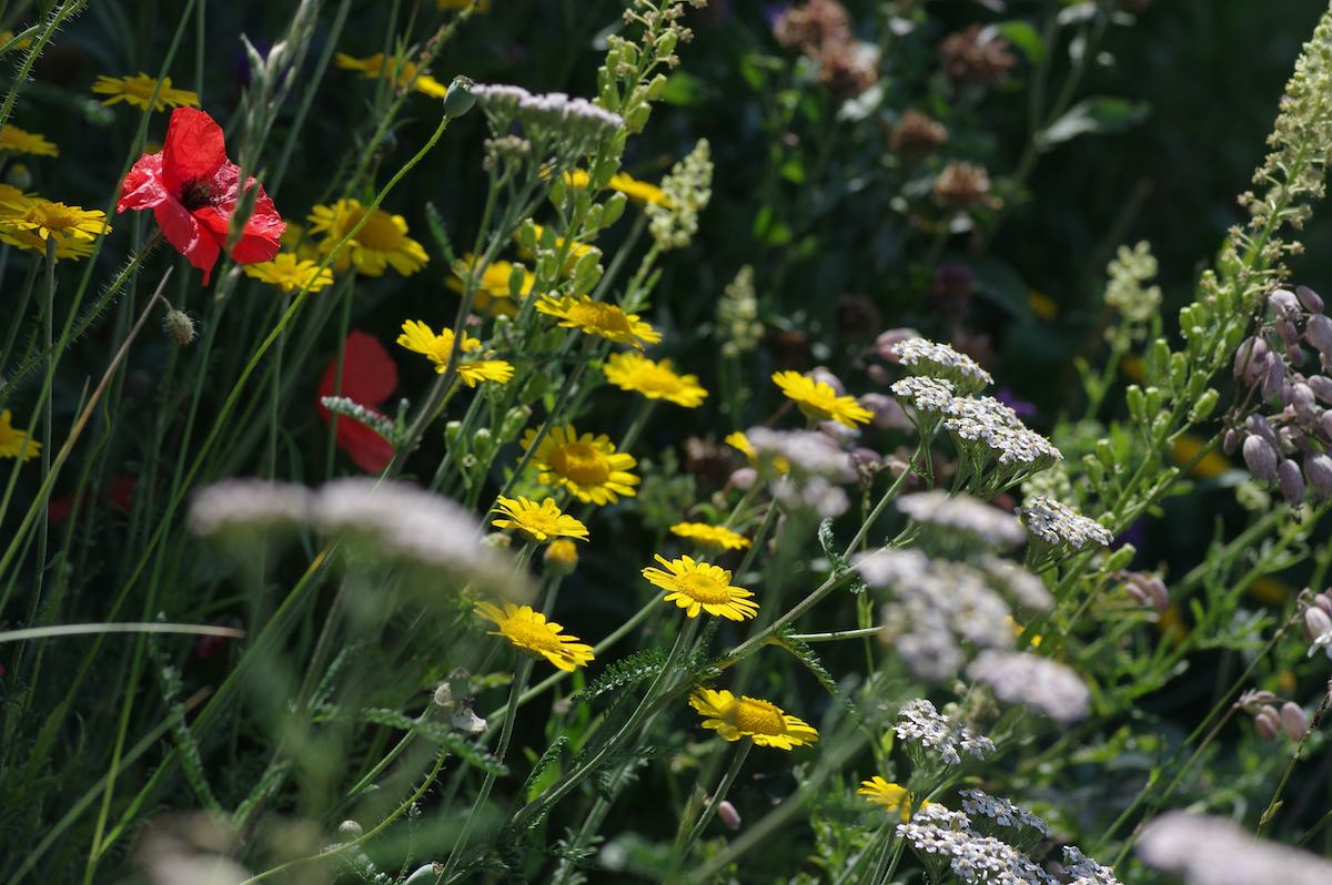 Wildbienenbahnhof Rankweil