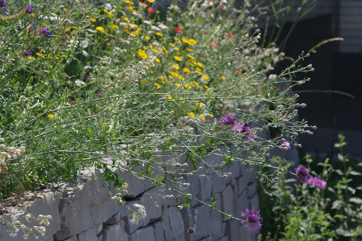 Wildbienenbahnhof Rankweil