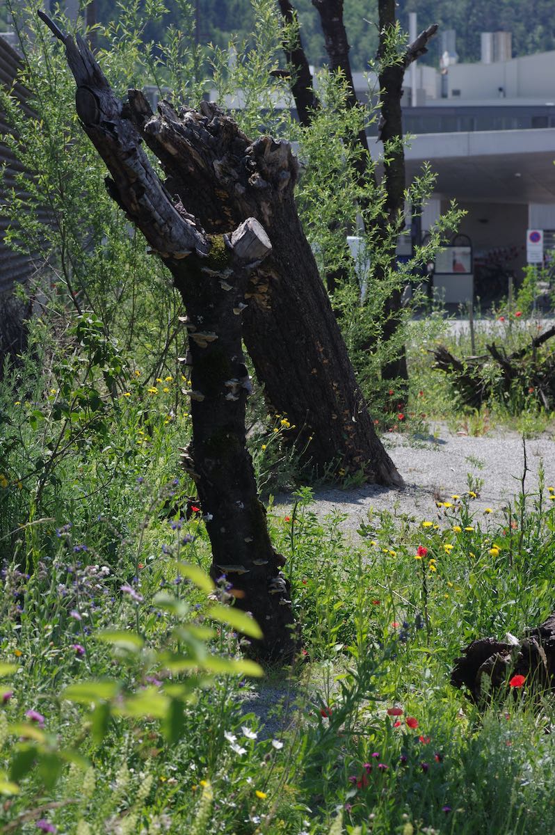 Wildbienenbahnhof Rankweil