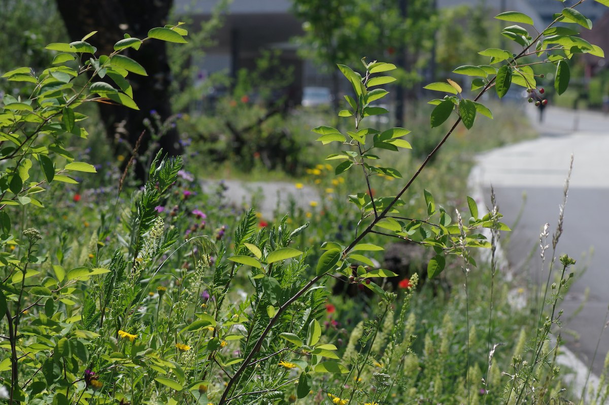 Wildbienenbahnhof Rankweil