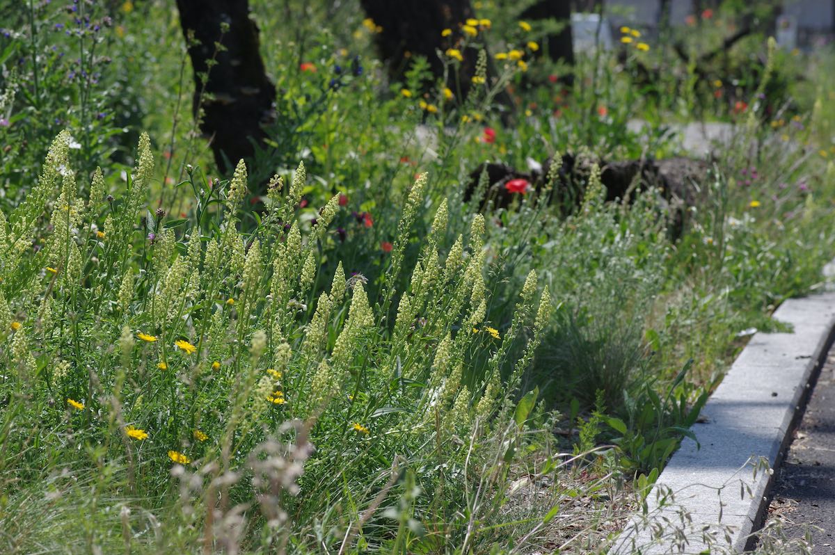 Wildbienenbahnhof Rankweil
