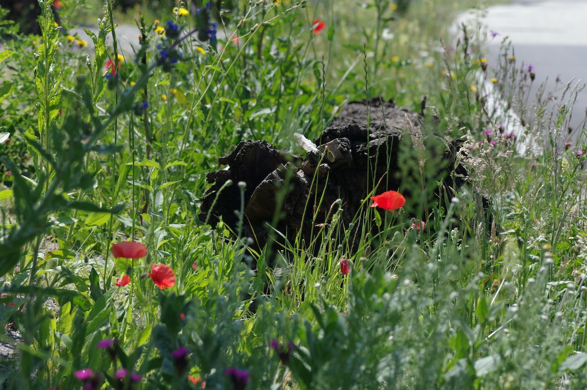 Wildbienenbahnhof Rankweil