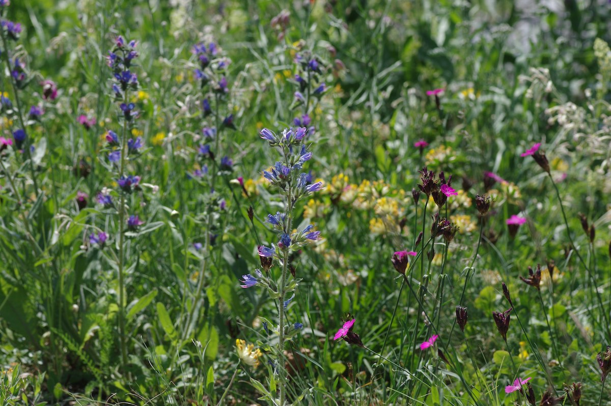 Wildbienenbahnhof Rankweil