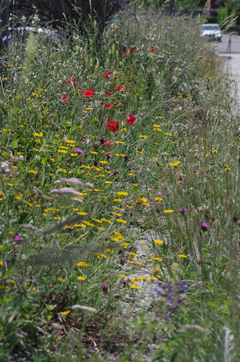 Wildbienenbahnhof Rankweil