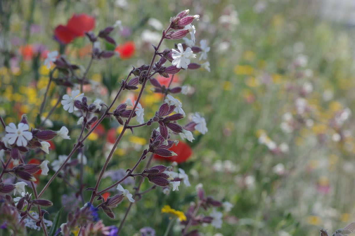 Wildbienenbahnhof Rankweil