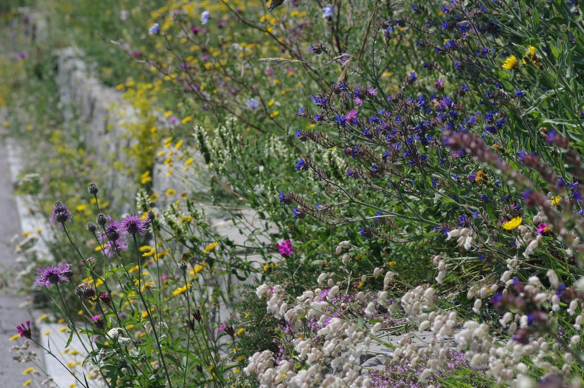 Wildbienenbahnhof Rankweil