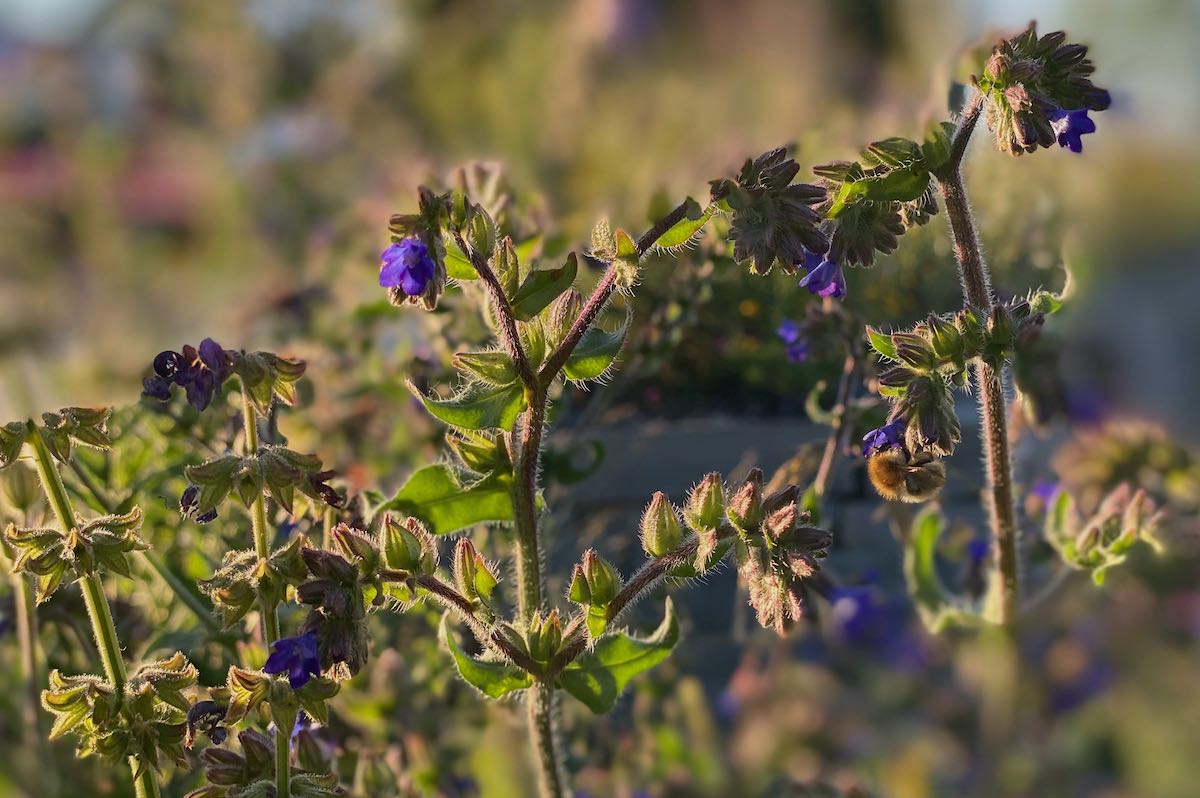 Wildbienenbahnhof Rankweil