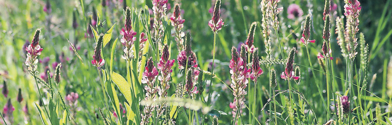 Hilgenstock an der artgarden-Wil Hilgenstock an der artgarden-Wil